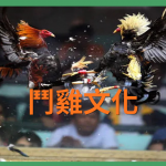 『Sabong』 沒看過鬥雞就別說你來過菲律賓