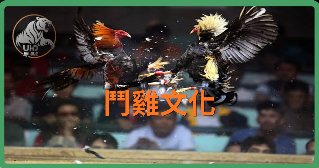 『Sabong』 沒看過鬥雞就別說你來過菲律賓
